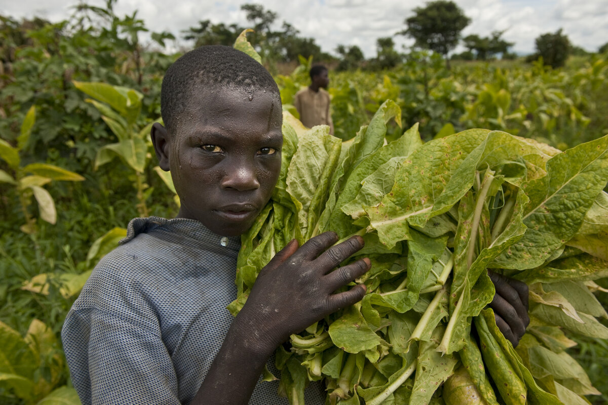 Child working in a tobacco field in Malawi. Photo: by German photographer Olivier Reinhardt &copy; Uli Kopp (uk@zeitenspiegel.de)