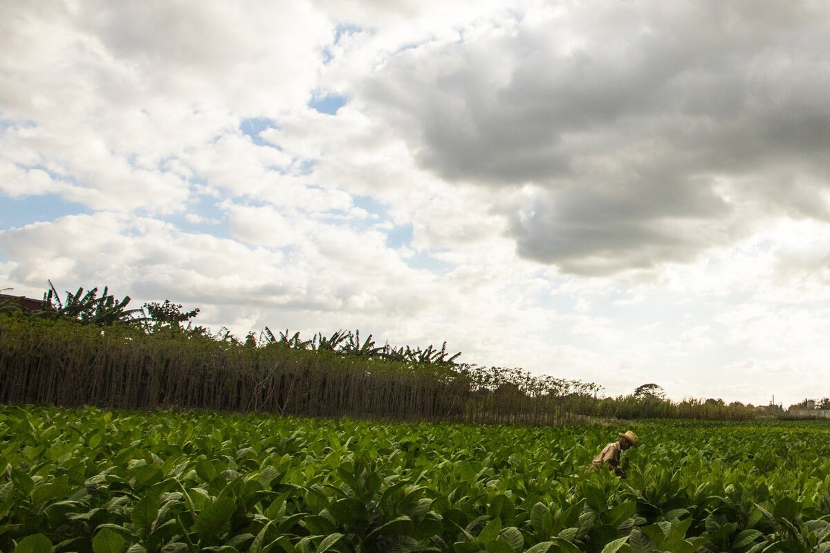 Tobacco fields in Cuba. Photo by Robin Canfield on Unsplash<br>