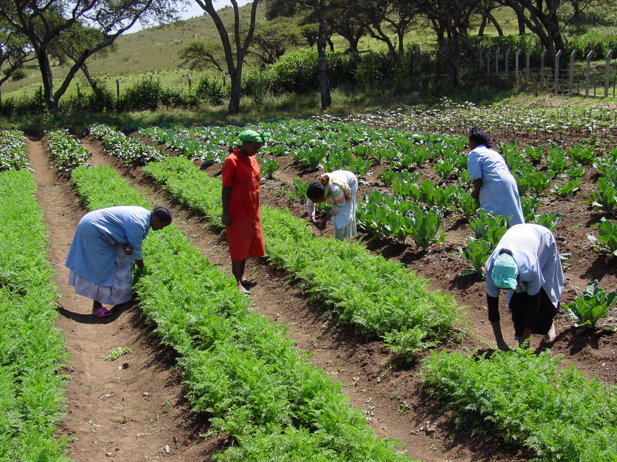Im Ausbildungsprogramm Gem&uuml;seanbau. Foto: &copy; Hamlin Fistula Ethiopia<br>