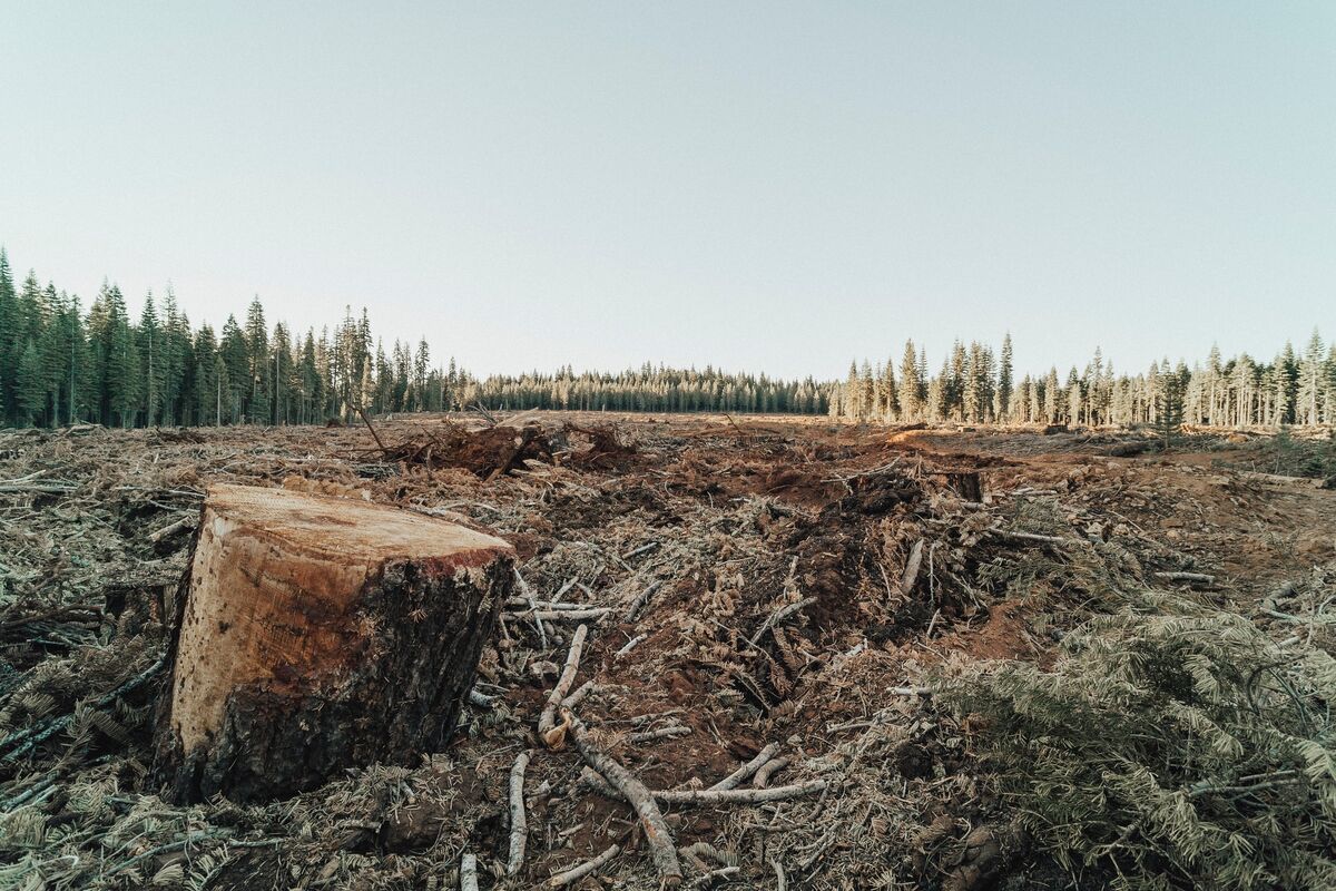 Tobacco – the forest slayer