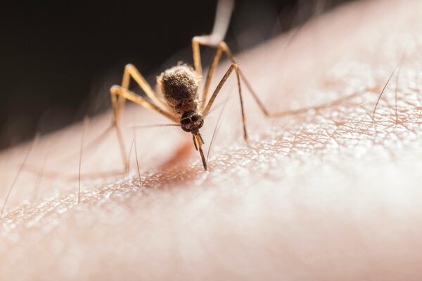 Novartis’ new malaria treatment shows promise against resistant parasites