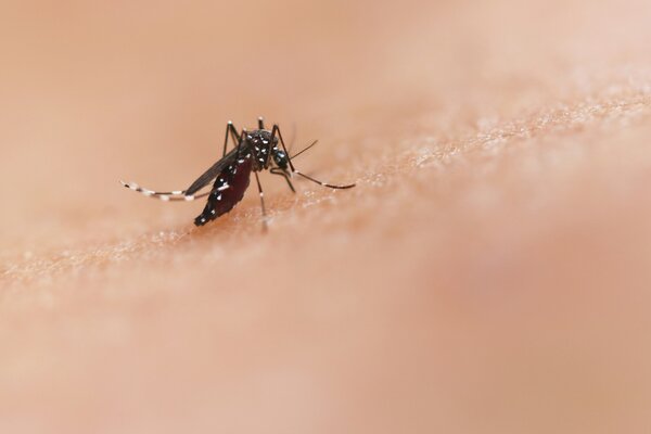 To stop Ebola, treat malaria