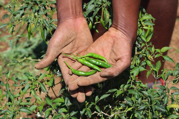 L’impact du changement climatique sur le travail de la coopération internationale en matière de santé: défis et actions