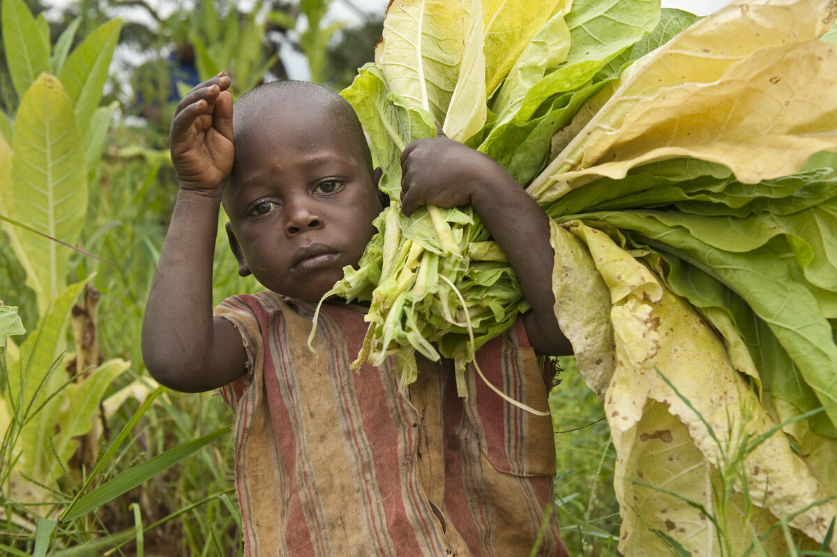 Child working in a tobacco field in Malawi. Photo: by German photographer Olivier Reinhardt &copy; Uli Kopp (uk@zeitenspiegel.de)