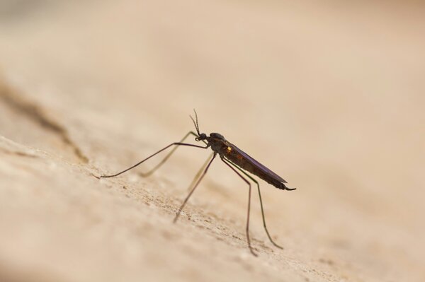 Can AI Democratize the Global Fight Against Malaria?