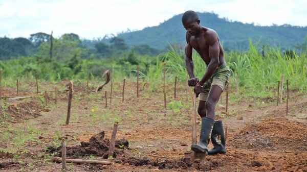 Ebola: Lehren für die WHO