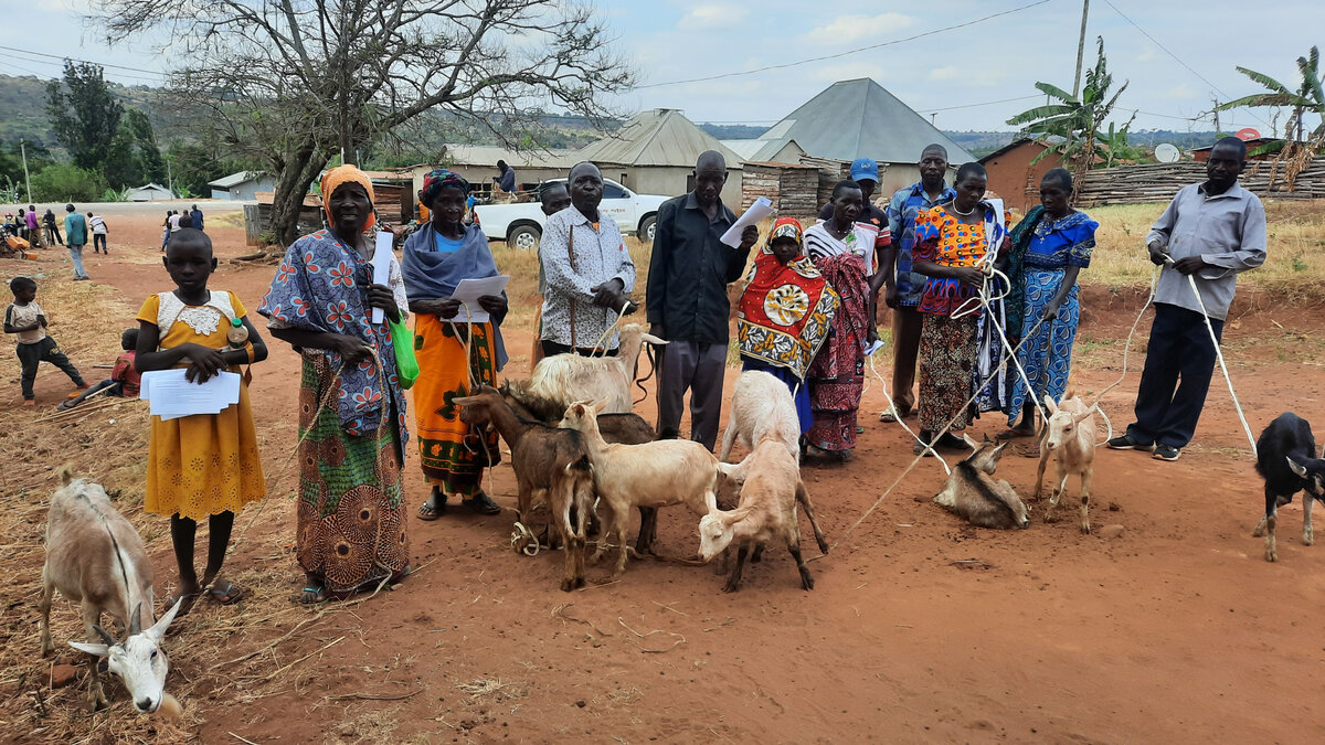 Wirtschaftliche St&auml;rkung durch Viehzucht und Landwirtschaft. Im Rahmen einer Initiative zur wirtschaftlichen St&auml;rkung stellt Kwa Wazee &auml;lteren Menschen Nutztiere wie Ziegen und landwirtschaftliche Ressourcen wie Saatgut und D&uuml;nger zur Verf&uuml;gung. Die Teilnehmer k&uuml;mmern sich um die Tiere oder bauen Nutzpflanzen an, was nicht nur ihr k&ouml;rperliches Wohlbefinden durch regelm&auml;ssige Bewegung f&ouml;rdert, sondern ihnen auch die M&ouml;glichkeit gibt, bei der Pflege der Tiere und der Bewirtschaftung der Nutzpflanzen mit anderen zusammenzuarbeiten. Diese gemeinsamen Aufgaben f&ouml;rdern die t&auml;gliche soziale Interaktion und bieten eine zus&auml;tzliche Einkommensquelle, die es &auml;lteren Menschen erm&ouml;glicht, einen finanziellen Beitrag f&uuml;r ihre Gemeinschaft zu leisten und an sozialen Aktivit&auml;ten teilzunehmen. Foto: &copy; Edimund Revelian, Kwa Wazee