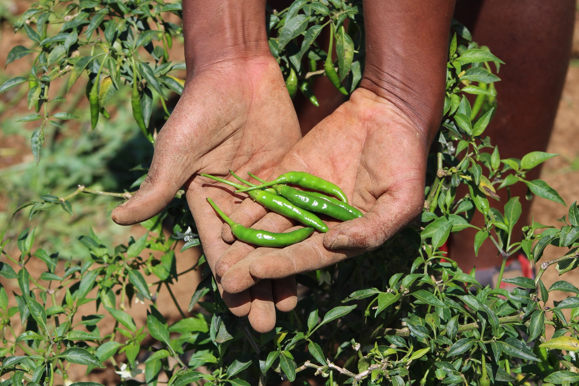 L’impact du changement climatique sur le travail de la coopération internationale en matière de santé: défis et actions