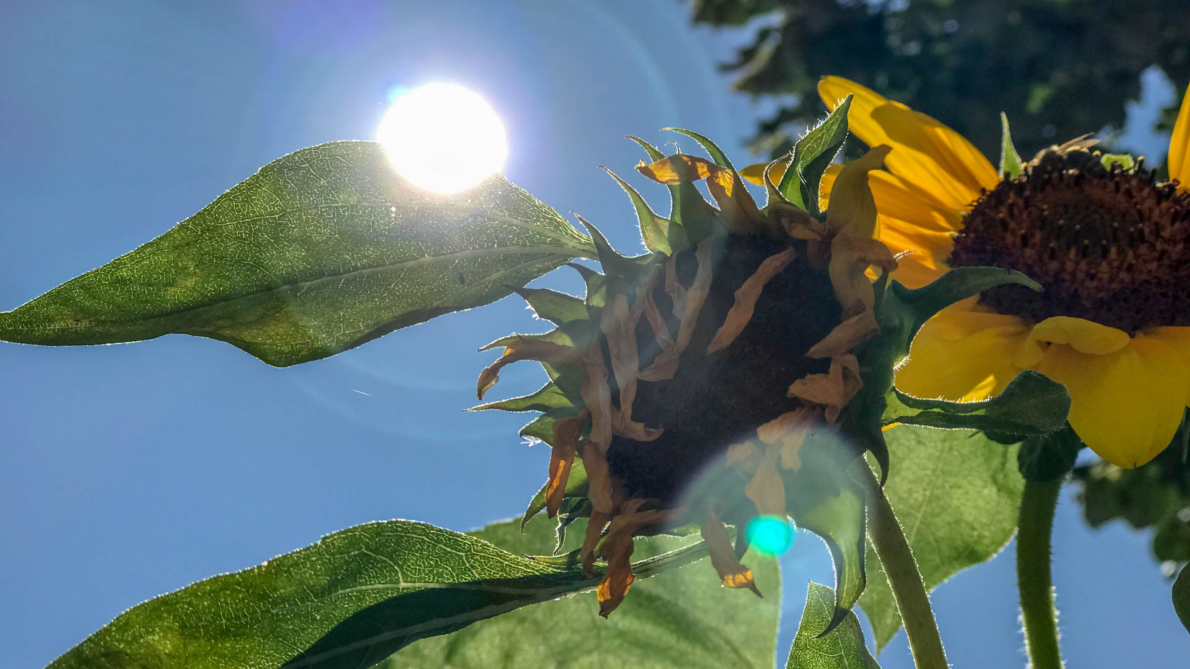 Auswirkungen des heissen Sommers 2018 auf die Gesundheit