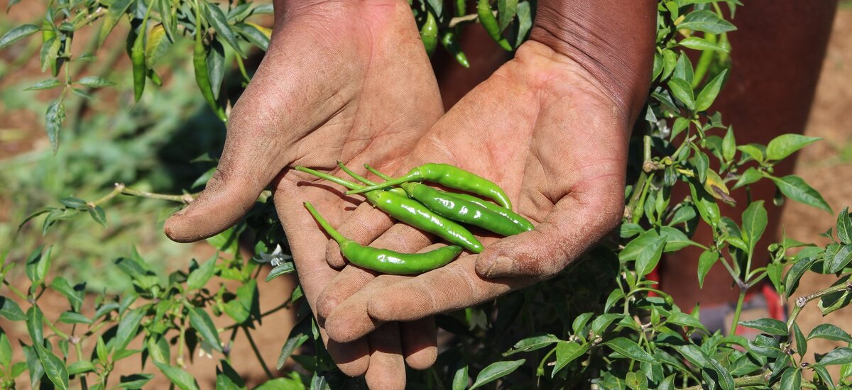 L’impact du changement climatique sur le travail de la coopération internationale en matière de santé: défis et actions