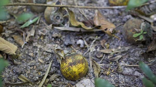 Rapport 2019 de l’Observatoire des sous-munitions : les sous-munitions continuent de tuer des civils