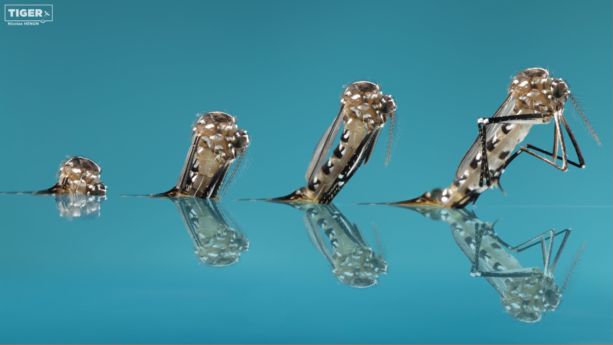 Depuis 1950, la superficie o&ugrave; les conditions climatiques sont propices aux moustiques tigres (Aedes albopictus) a augment&eacute; de 15 % dans le monde. En Suisse &eacute;galement, Aedes albopictus, le vecteur du chikungunya, de la dengue et du zika, s&rsquo;est r&eacute;pandu dans le m&ecirc;me temps le long des voies de communication. Photo: Swiss TPH / TIGER Project<br>