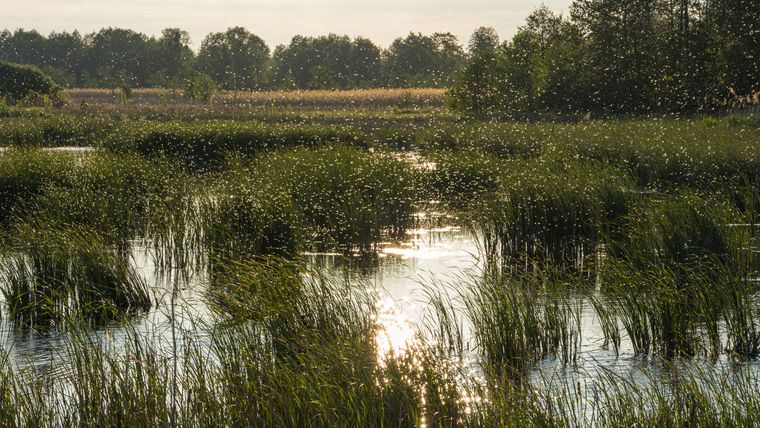 New Study links Climate Change to Malaria Increase in Northern Kenya